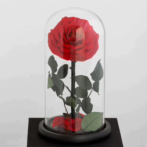 Forever Rose