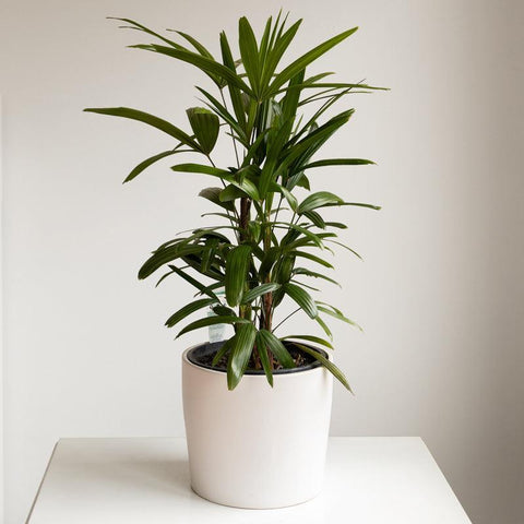 Lady Palm